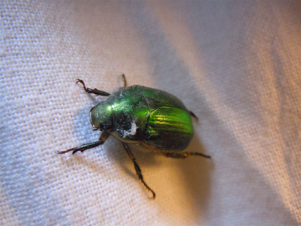 Rutelidae? Anomala sp.